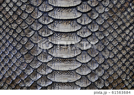 パイソン パイソン 61563684