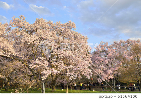 【長野県伊那市】高遠城址公園の桜（高遠の桜）《日本三大桜名所》 61564100