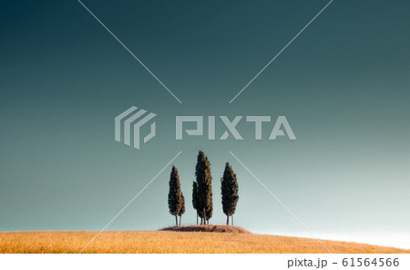 Group of cypress trees in Tuscany against blue sky Group of cypress trees in Tuscany against blue sky 61564566