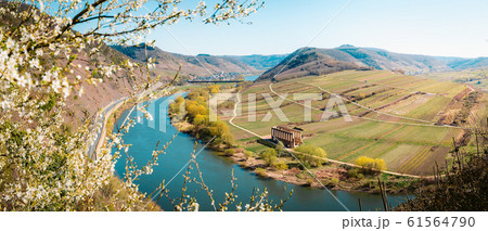 Moselle river bend in springtime, Rheinland-Pfalz, Germany 61564790