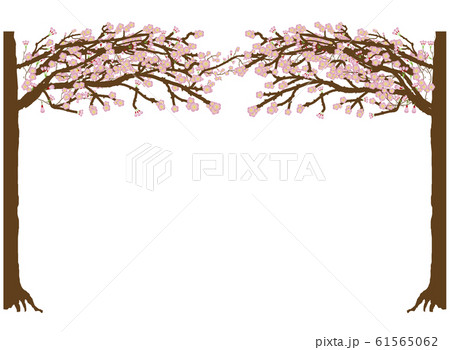 桜並木 桜並木 61565062