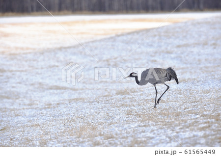 北の大地に現れた珍しいクロヅル（北海道） 61565449