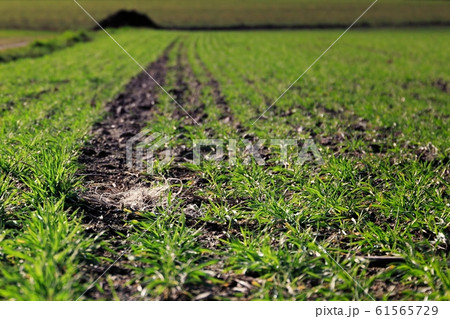 Plastic on an acre will weather to micro plastic and enter the food chain Plastic on an acre will weather to micro plastic and enter the food chain 61565729