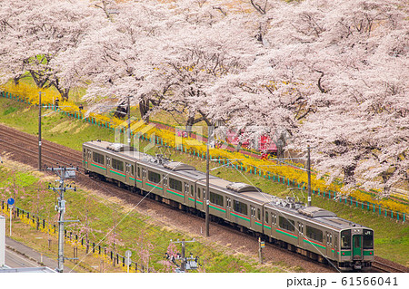 日本さくら名所100選　白石川堤一目千本桜　東北本線 61566041