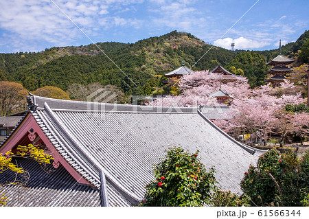 壷阪寺の桜 全景写真 奈良県 壷阪寺の桜 全景写真 奈良県 61566344