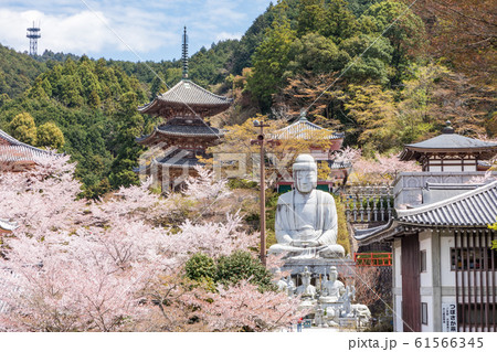 壷阪寺の桜 大釈迦如来石像  奈良県 61566345