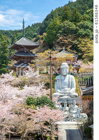 壷阪寺の桜 大釈迦如来石像 奈良県 壷阪寺の桜 大釈迦如来石像 奈良県 61566346