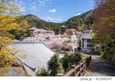 壷阪寺の桜 全景写真 奈良県 壷阪寺の桜 全景写真 奈良県 61566347