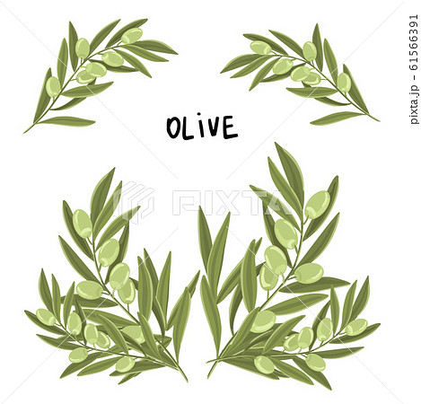 Branch of olive with fruits. The inscription Oliva. Vector print design illustration. Branch of olive with fruits. The inscription Oliva. Vector print design illustration. 61566391