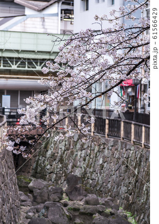Sakura cherry blossom full bloom at Asukayama park, 東京, 櫻花, 賞櫻, 春天, 春, 花, 開花, 飛島山, 飛鳥山公園 Sakura cherry blossom full bloom at Asukayama park, 東京, 櫻花, 賞櫻, 春天, 春, 花, 開花, 飛島山, 飛鳥山公園 61566429