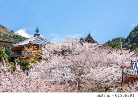 八角円堂と桜 奈良壷阪寺 61566891