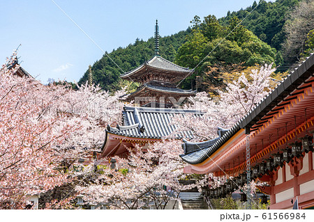 三重塔と桜 奈良壷阪寺 三重塔と桜 奈良壷阪寺 61566984
