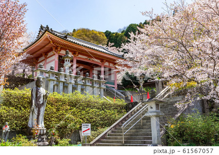 仁王門と桜 奈良壷阪寺 61567057