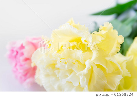 黄色いトルコキキョウの写真素材