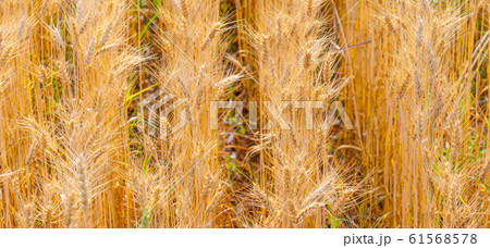 Barley in field conversion test at North Barley in field conversion test at North 61568578