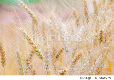 Barley in field conversion test at North Barley in field conversion test at North 61568579