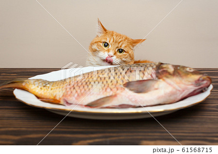 Red cat and big fish Red cat and big fish 61568715