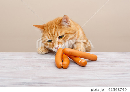 Red cat steals sausages Red cat steals sausages 61568749