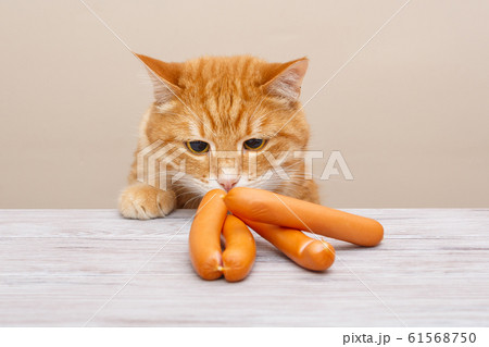 Red cat steals sausages Red cat steals sausages 61568750