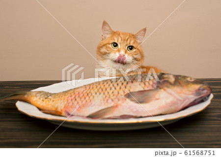 Red cat and big fish 61568751
