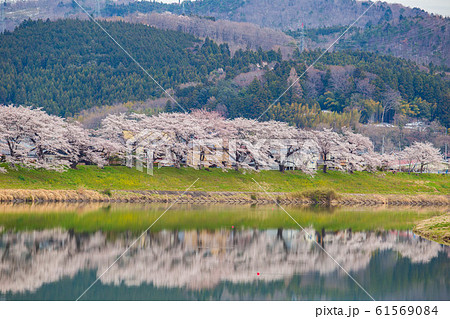 日本さくら名所100選　白石川堤一目千本桜 61569084