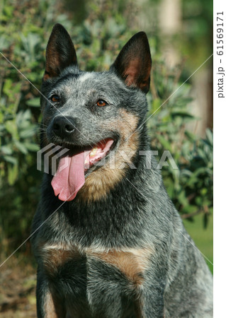 Portrait of nice Australian Cattle Dog 61569171
