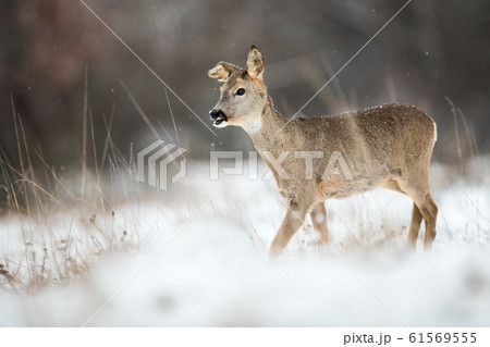 Roe deer doe with a broken ear walking through snow on a meadow in winter Roe deer doe with a broken ear walking through snow on a meadow in winter 61569555