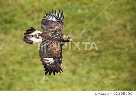 Golden eagle, aquila chrysaetos, flying over meadow with green grass in summer Golden eagle, aquila chrysaetos, flying over meadow with green grass in summer 61569556