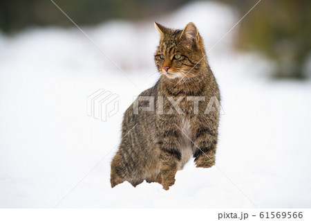 Dominant european wildcat, felis silvestris on snow in winter 61569566