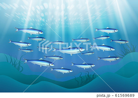 Fish Colony Ocean Realistic 61569689