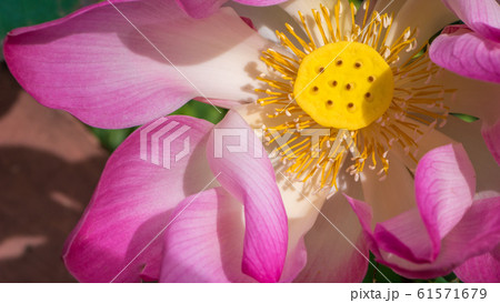 Close up of lilac lotus flower blossom Close up of lilac lotus flower blossom 61571679