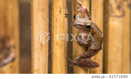 Close up of Beautiful Frog on Dry Bamboo Stick. Front Short Perspective. Koh Tao, Thailand 61571690