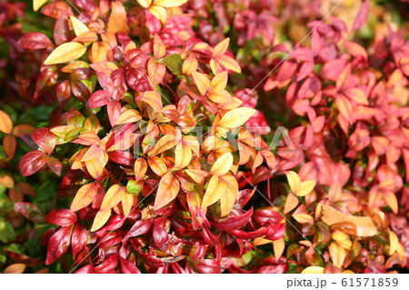 オタフクナンテン紅葉 オタフクナンテン紅葉 61571859
