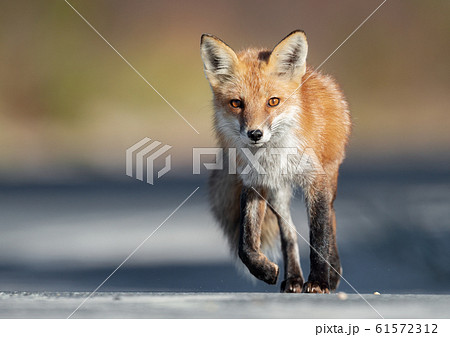 Red Fox on the Hunt  61572312