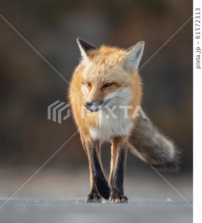 Red Fox on the Hunt Red Fox on the Hunt 61572313