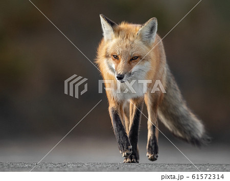 Red Fox on the Hunt Red Fox on the Hunt 61572314
