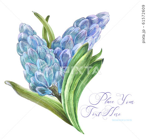 Spring watercolor bouquet with hyachinth flowers 61572609