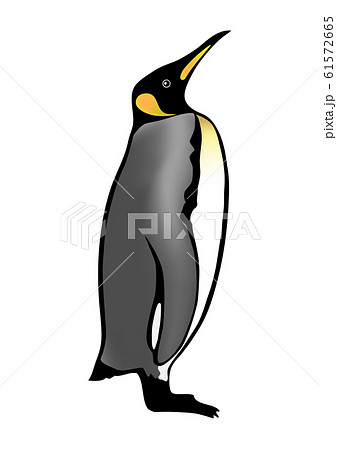キングペンギン イラスト カラー のイラスト素材