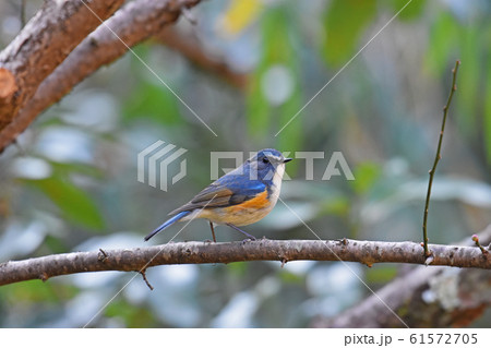 佐倉城址公園の野鳥　ルリビタキ　オス 61572705