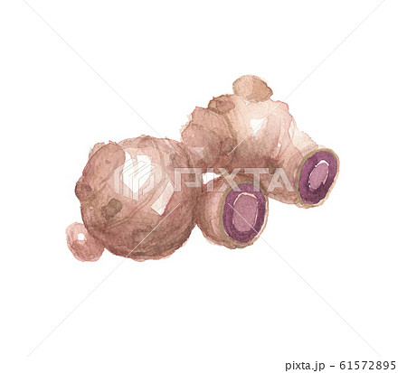 黒ショウガ 61572895