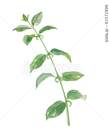 キャッツクロー 61572896