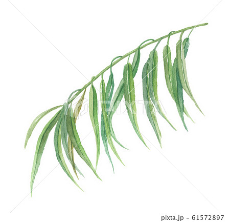 西洋やなぎのイラスト素材