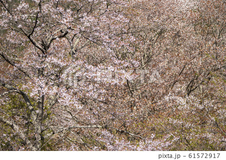 吉野山の山桜 61572917