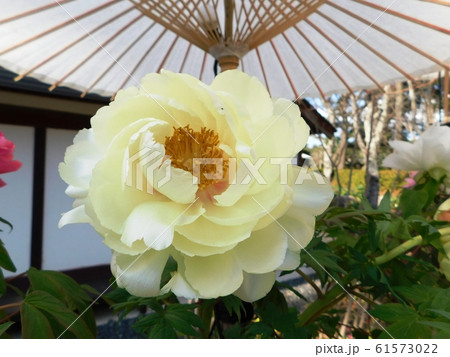 ボタンの花「黄冠」 61573022