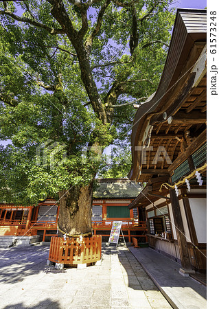 宇佐神宮　上宮　大楠　大分県宇佐市 61573248