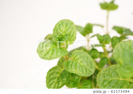 ケンタッキーカーネル・ミント ケンタッキーカーネル・ミント 61573494