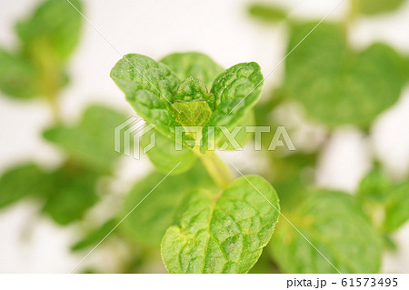 ケンタッキーカーネル・ミント 61573495
