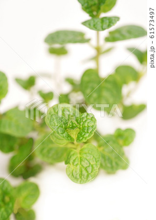 ケンタッキーカーネル・ミント ケンタッキーカーネル・ミント 61573497