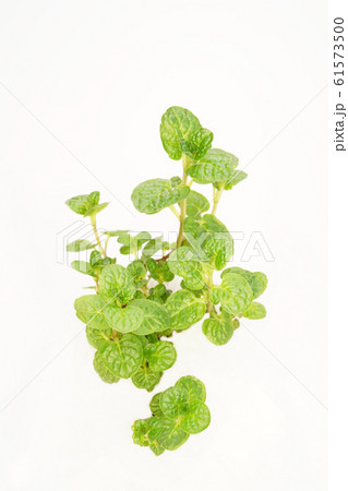 ケンタッキーカーネル・ミント ケンタッキーカーネル・ミント 61573500