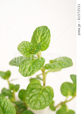 ケンタッキーカーネル・ミント ケンタッキーカーネル・ミント 61573531